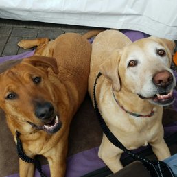 My happy pups My happy pups