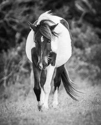 Assateague Island National Seashore by null