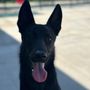 K9conduct