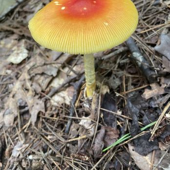 Don Carter State Park - Beautiful mushrooms on the trails. - Campgrounds Near Me - Gainesville, Georgia