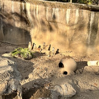 Memphis Zoo - Meerkat - Zoos Near Me - Memphis, Tennessee Memphis Zoo - Meerkat - Zoos Near Me - Memphis, Tennessee