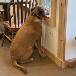 Tracy's Rustic Relics - Rocco