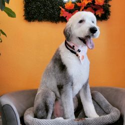 Pampered Pets