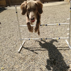 Lucie's Barkingham Palace
