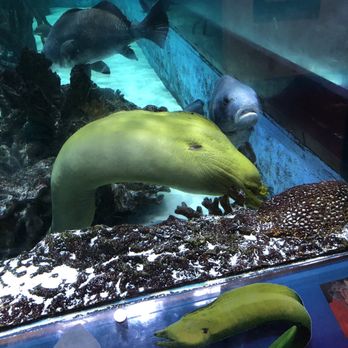 RumFish Grill - Seafood Near Me - St Pete Beach, Florida