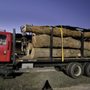 Photo of four seasons tree service