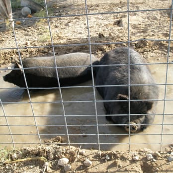 Flip Flop Ranch - Special hogs for breeding. - Bed & Breakfast Near Me - Lucerne Valley, California Flip Flop Ranch - Special hogs for breeding. - Bed & Breakfast Near Me - Lucerne Valley, California
