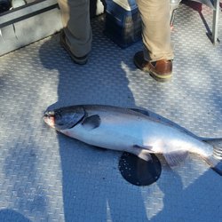 Rogue River Guided Fishing