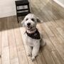 Photo of Canine Cottage