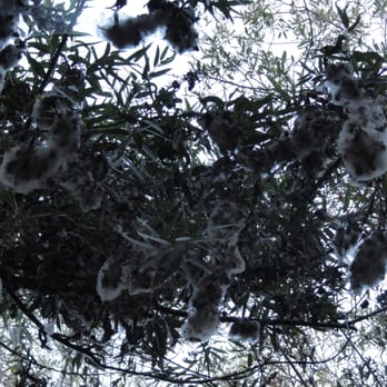 Calavera Lake - spiderwebs above us in an enclosed tree path, really cool to see! - Hiking Near Me - Carlsbad, California Calavera Lake - spiderwebs above us in an enclosed tree path, really cool to see! - Hiking Near Me - Carlsbad, California