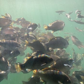 Glass Bottom Boat - Under the water fish viewing. Wow - Boating Near Me - Redondo Beach, California