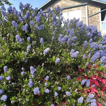 Warren House Pub - a bush of blue flowers in front of a house - American Near Me - Cannon Beach, Oregon