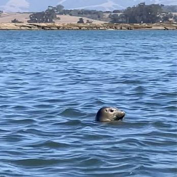 Monterey Bay Kayaks - Harbor Seal - Tours Near Me - Moss Landing, California Monterey Bay Kayaks - Harbor Seal - Tours Near Me - Moss Landing, California