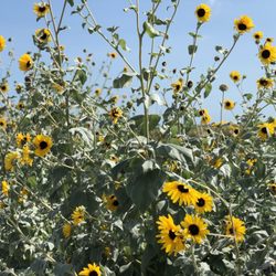 Jetty Park - Sunflowers near the water