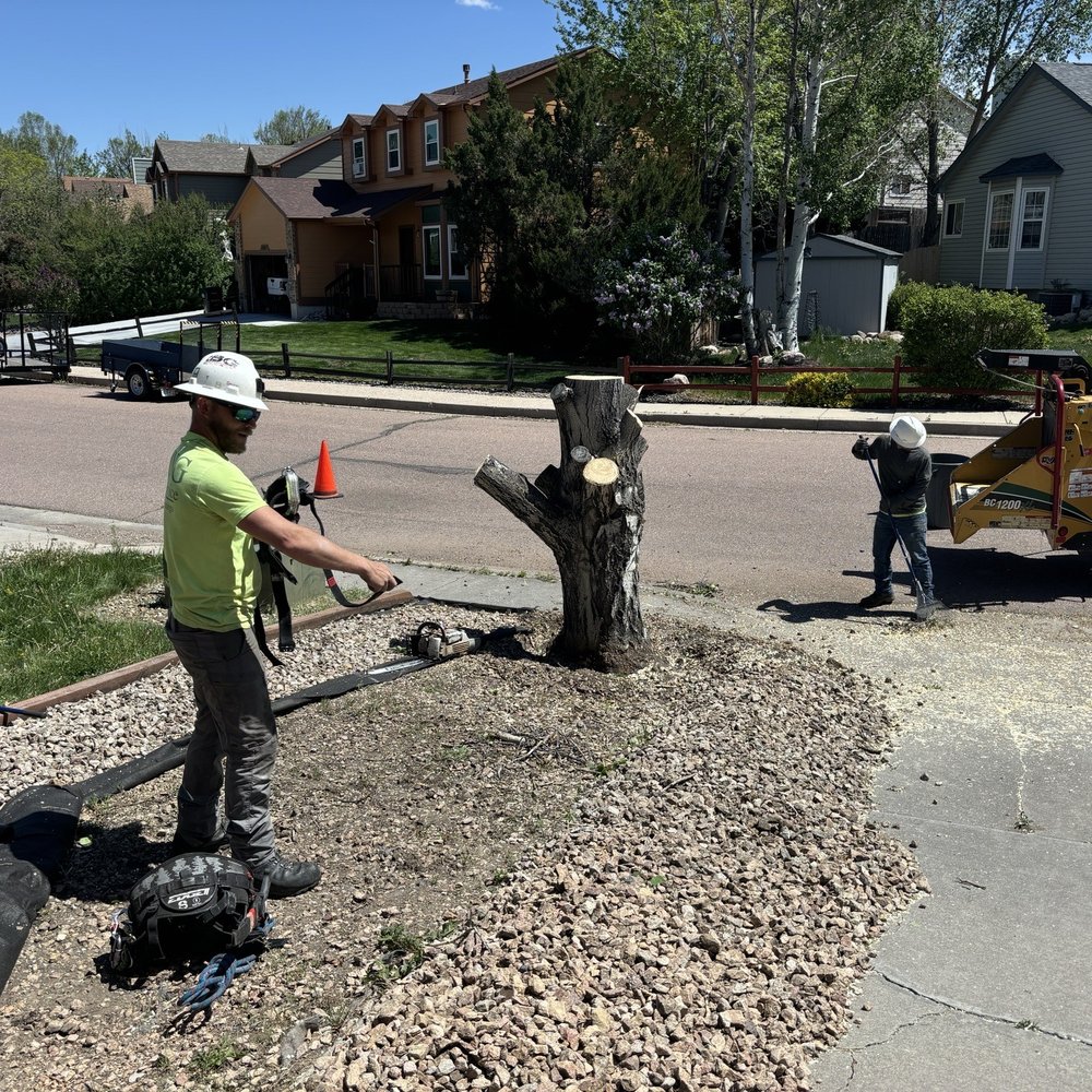 King Tree Service - Almost done - Tree Services Near Me - Colorado Springs, Colorado King Tree Service - Almost done - Tree Services Near Me - Colorado Springs, Colorado
