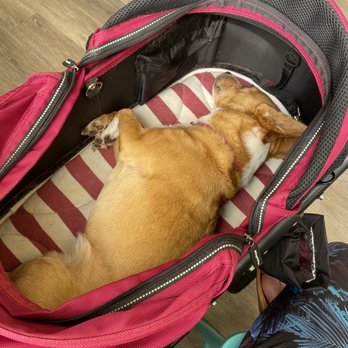 Aloha Affordable Veterinary Services - My sad sick baby waiting patiently to feel better. - Veterinarians Near Me - Aiea, Hawaii Aloha Affordable Veterinary Services - My sad sick baby waiting patiently to feel better. - Veterinarians Near Me - Aiea, Hawaii