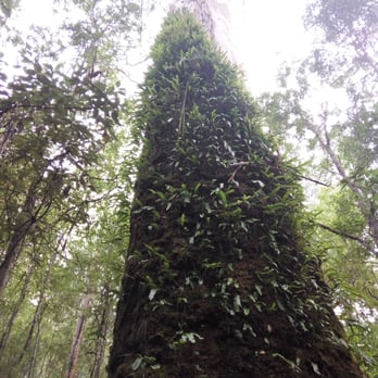 Sightseeing Tours Australia - Eucalytpus - Tours Near Me - Melbourne, VIC