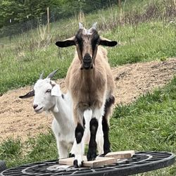 Gnome Hollow Farms
