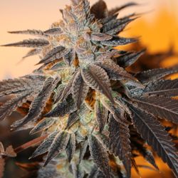 Archive Portland - White Tahoe Cookies