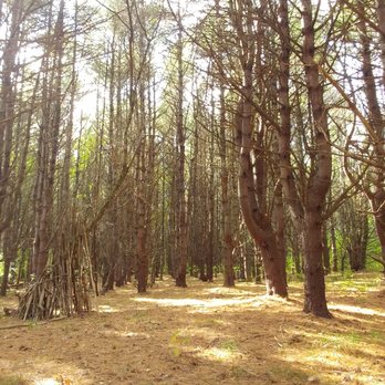 Douglas Memorial Woods - Trees. - Hiking Near Me - Eliot, Maine
