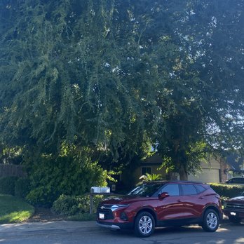 Visalia Landscape and Tree Company - Before -2 large trees - Landscaping Near Me - Visalia, California Visalia Landscape and Tree Company - Before -2 large trees - Landscaping Near Me - Visalia, California