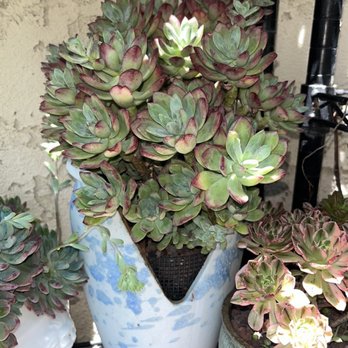 MiMi Nursery - Nurseries & Gardening Near Me - Garden Grove, California MiMi Nursery - Nurseries & Gardening Near Me - Garden Grove, California