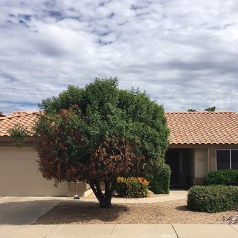 Hayward Tree Service - Dying Pepper Tree - Tree Services Near Me - Phoenix, Arizona