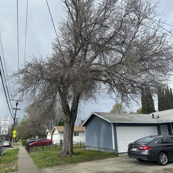 Juniors Tree Service Inc - Tree Services Near Me Juniors Tree Service Inc - Tree Services Near Me