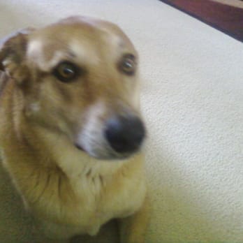 Cole Veterinary Hospital at Legends Ranch - My Timmy cocoa puff - Veterinarians Near Me - Spring, Texas