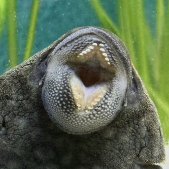 Trop-Aquarium - :) - Local Fish Stores Near Me - Las Vegas, Nevada Trop-Aquarium - :) - Local Fish Stores Near Me - Las Vegas, Nevada