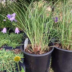Native Roots Garden Center - Plants on hand that just came in.
