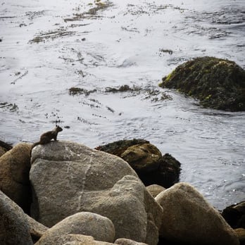 Lovers Point Park - Ocean squirrel. - Parks Near Me - Pacific Grove, California Lovers Point Park - Ocean squirrel. - Parks Near Me - Pacific Grove, California