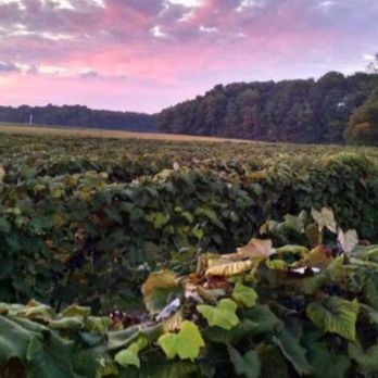 Grabelsek Vineyards - Pick Your Own Farms Near Me - Geneva, Ohio