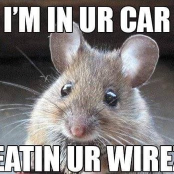 Dan's Toy Shop - Pack rats are cute but they sure are destructive! - Auto Repair Near Me - Tucson, Arizona