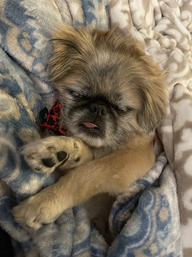 ANNE ARUNDEL VETERINARY HOSPITAL Updated July 2024 12 Reviews