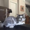 Furry Friends Salon gift card