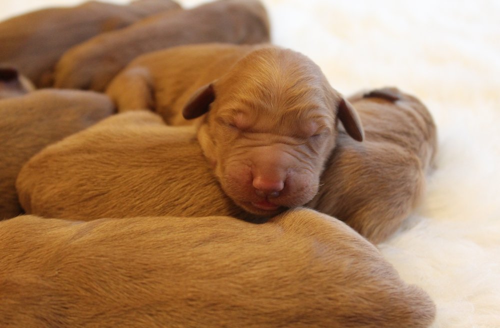 GRAY’S GOLDENS Request Information Tifton, Pet Breeders