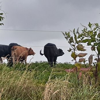JP’s Farmers Market - cows grazing on a hill - Fruits & Veggies Near Me - Hunker, Pennsylvania JP’s Farmers Market - cows grazing on a hill - Fruits & Veggies Near Me - Hunker, Pennsylvania