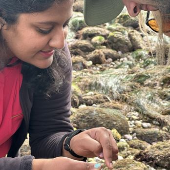 Let's Tidepool - Anshika showing a fellow tidepooler a critter (i think an octopus?) - Tours Near Me