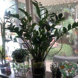 Zz plant Zz plant
