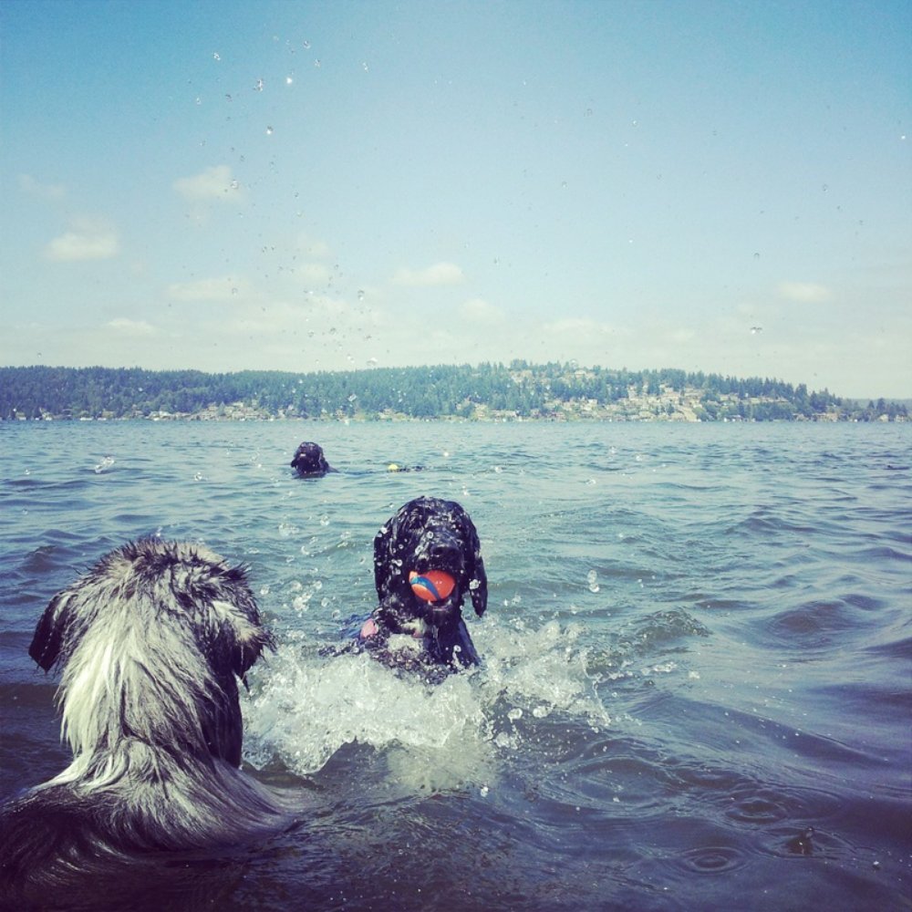 Homeward Hound - Dog Walkers Near Me