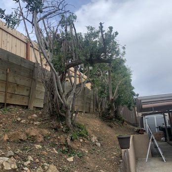 Holly Oak Arbor Care - After - Tree Services Near Me Holly Oak Arbor Care - After - Tree Services Near Me