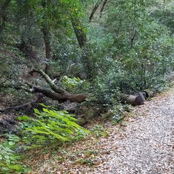 Franciscan Loop