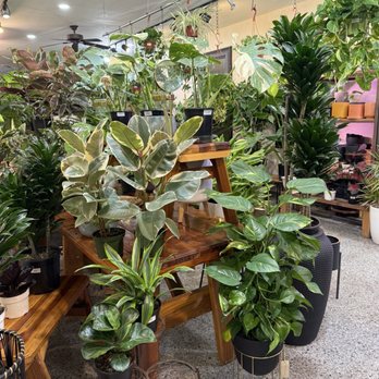Plantlush - Nurseries & Gardening Near Me - San Jose, California Plantlush - Nurseries & Gardening Near Me - San Jose, California