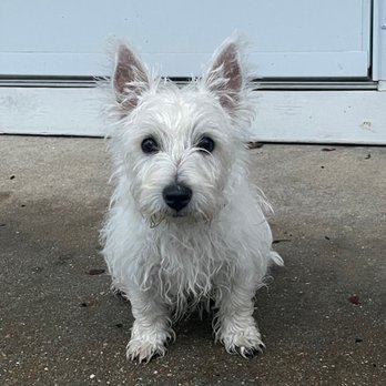 Pea Ridge Kennels - Nuestra Westie from Pea Ridge Kennels a la edad de 4 meses. - Pet Breeders Near Me - Mansfield, Missouri Pea Ridge Kennels - Nuestra Westie from Pea Ridge Kennels a la edad de 4 meses. - Pet Breeders Near Me - Mansfield, Missouri