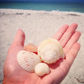 Sand Key Park - Sally sells seashells by the seashore at Sand Key Park - Beaches Near Me - Clearwater Beach, Florida