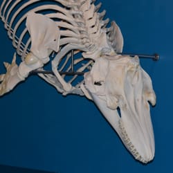 Zoologisches Museum