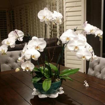 Flora Clay - What a steal! They have a wide variety of orchids and pots.. I love this turquoise one. - Florists Near Me - Los Angeles, California Flora Clay - What a steal! They have a wide variety of orchids and pots.. I love this turquoise one. - Florists Near Me - Los Angeles, California