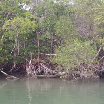 Lemon Bay Park - Mangrove is protected, learn why! - Parks Near Me - Englewood, Florida Lemon Bay Park - Mangrove is protected, learn why! - Parks Near Me - Englewood, Florida
