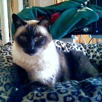 1. Favorite Friends Petsitters